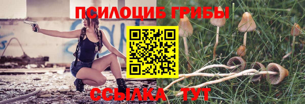 Псилоцибиновые грибы Psilocybine cubensis Омск